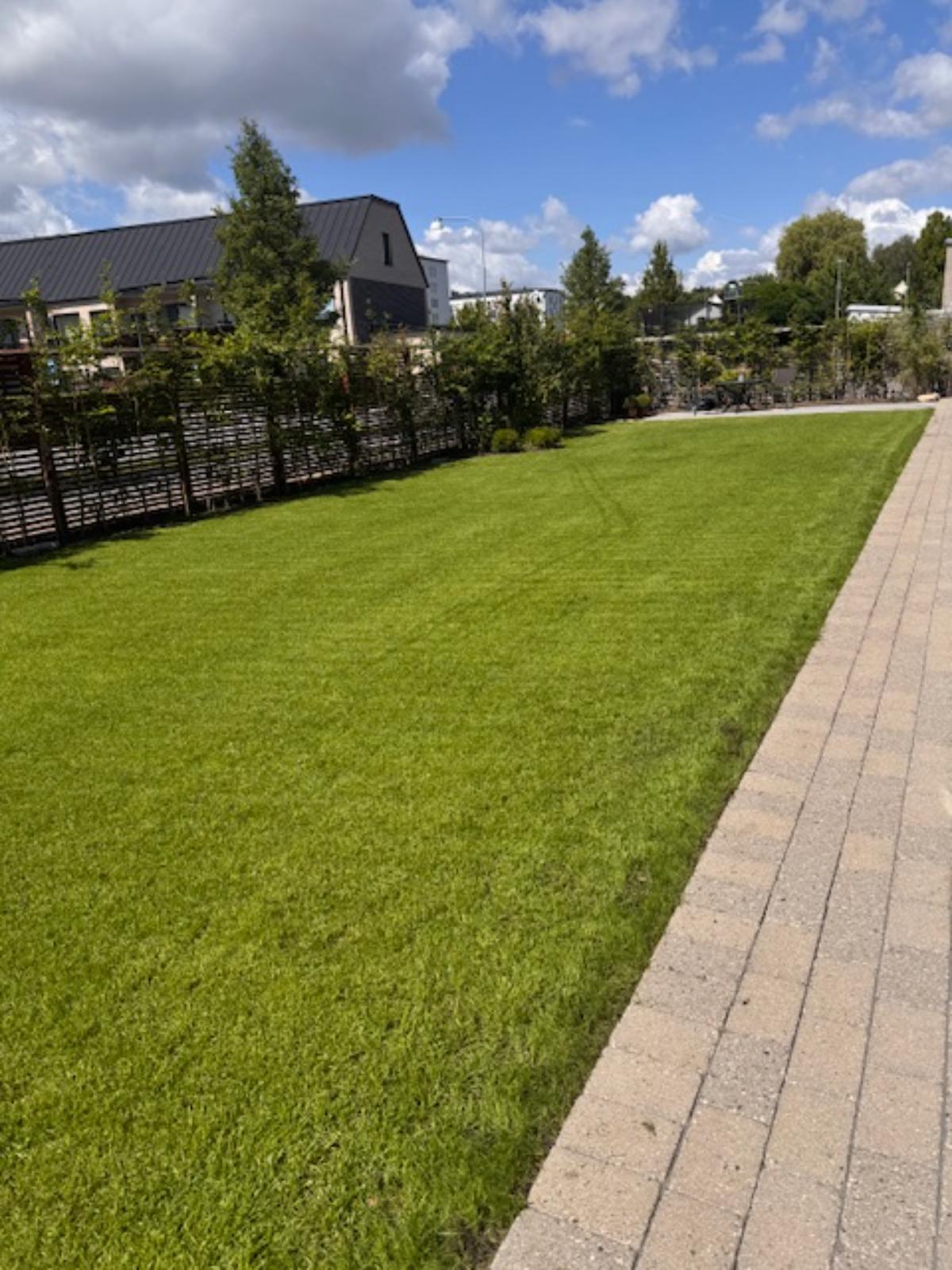 3 veckor efter nysådd. Nöjd kund i Lund