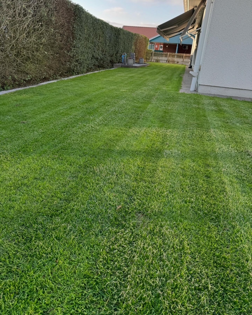 Resultat av gräsmatterenovering i Vellinge utförd av Uteproffsen – Före och Efter
