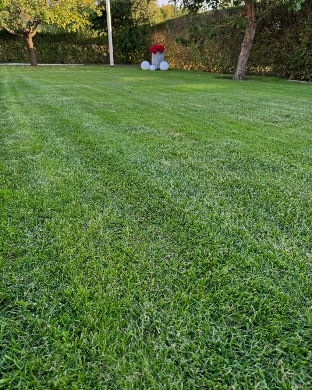 Renoverad gräsmatta i Staffanstorp 2025