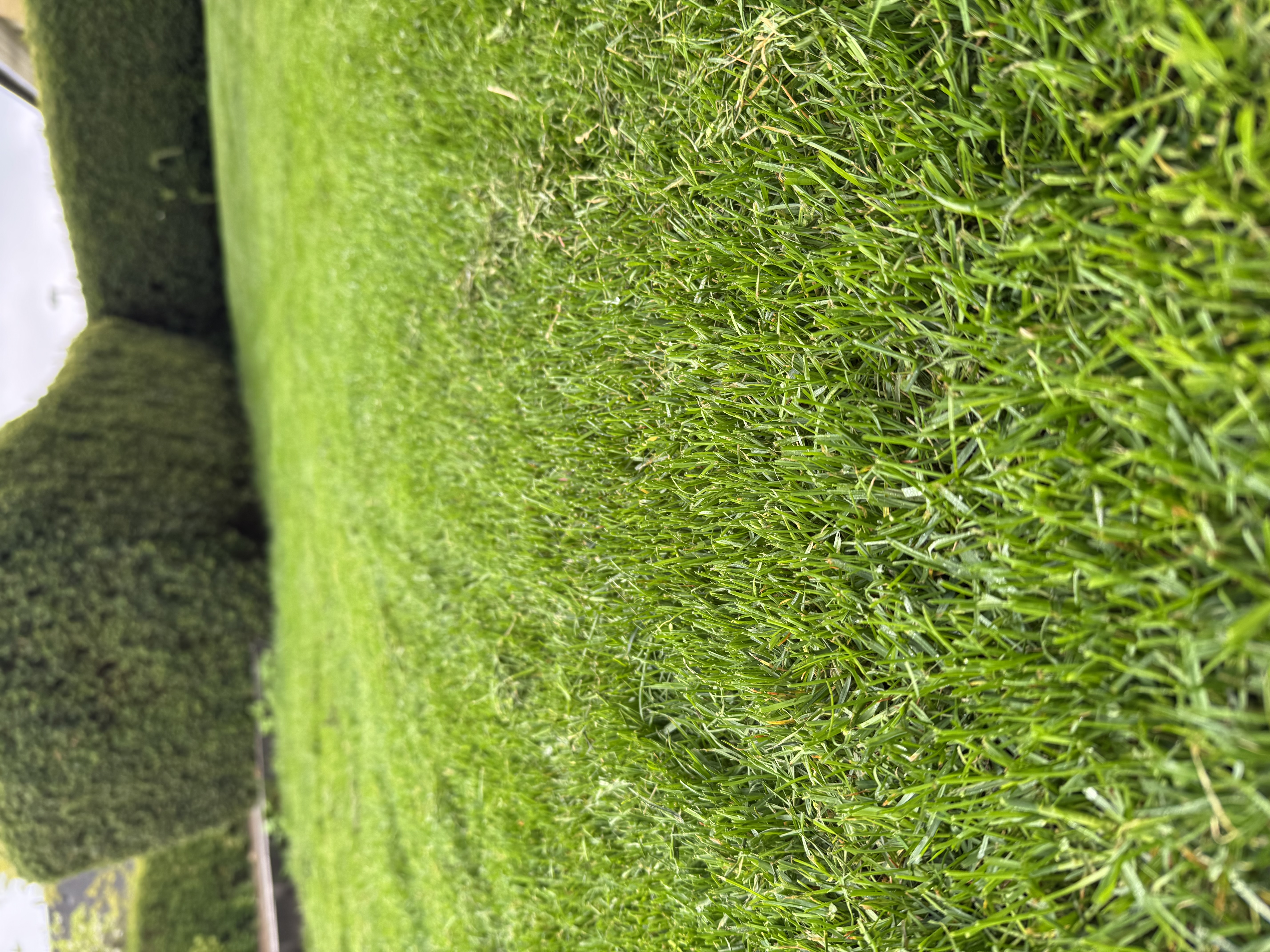 Grönaste gräsmattan i Lund Uteproffsen