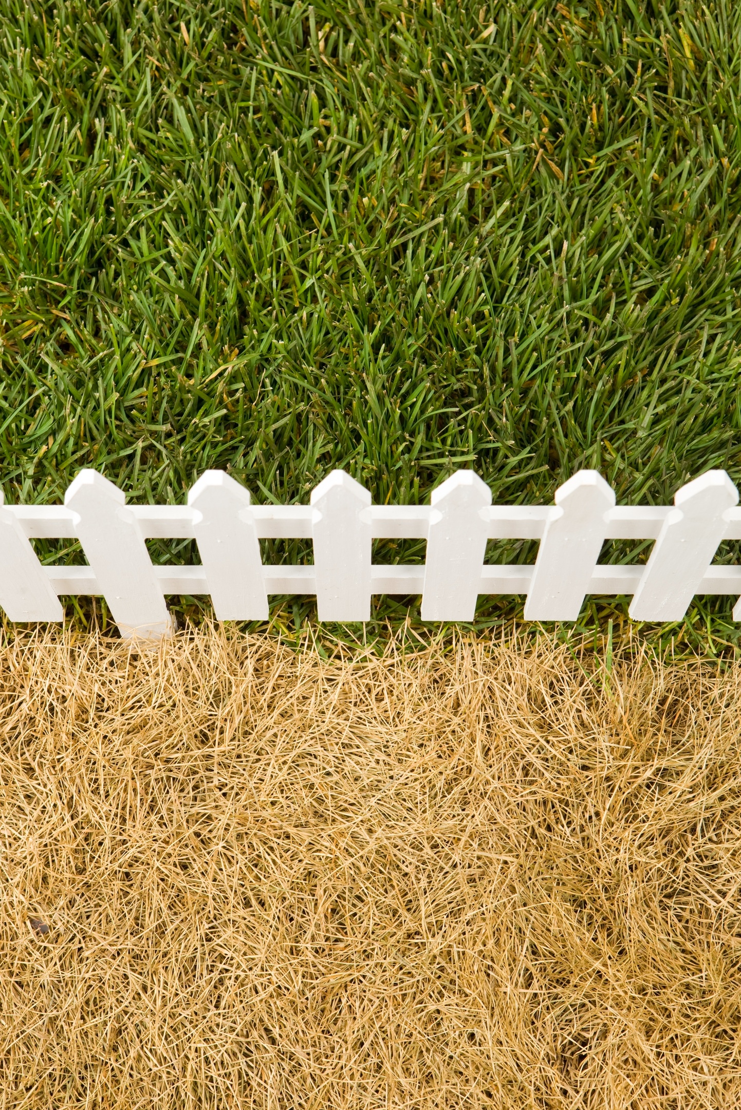 Grönare gräsmatta än din granne i Limhamn