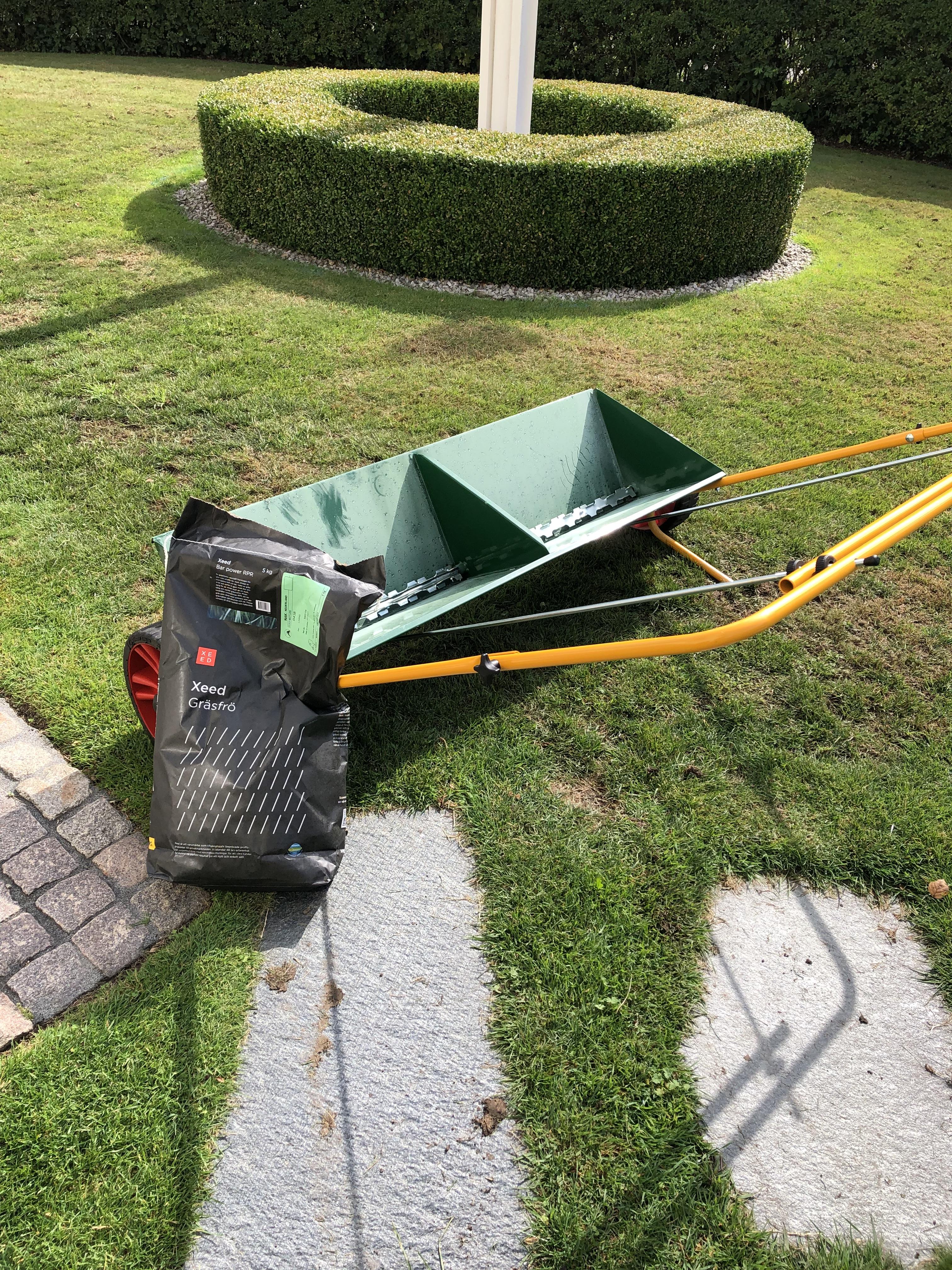 Gräsfrö , nysådd av gräsmatta i Lomma