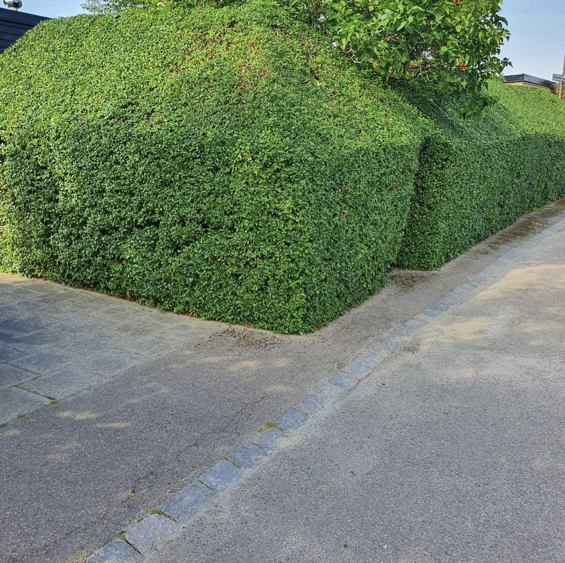 Häckklippning i Lund med omnejd