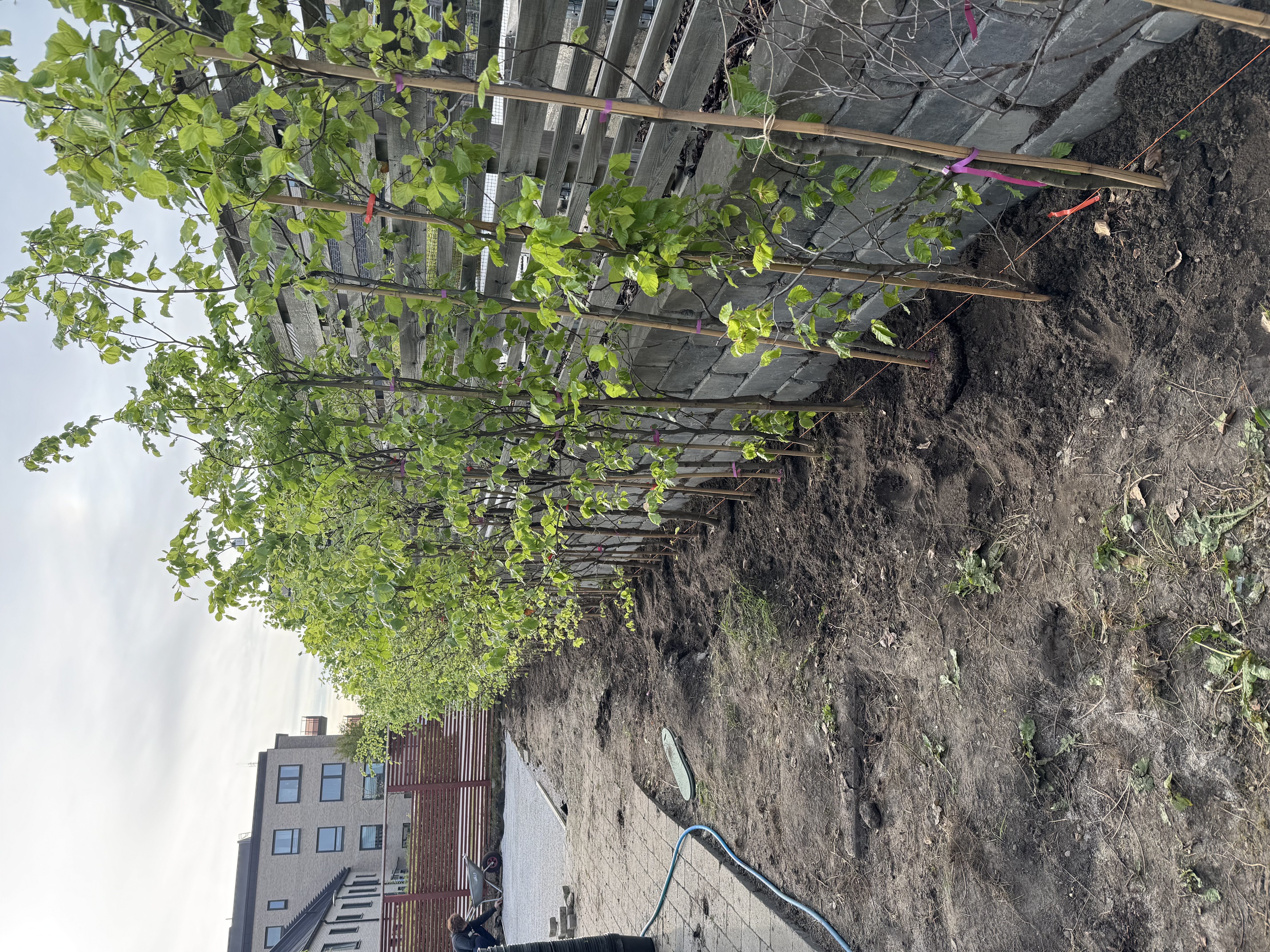 Plantering av häck i Lund