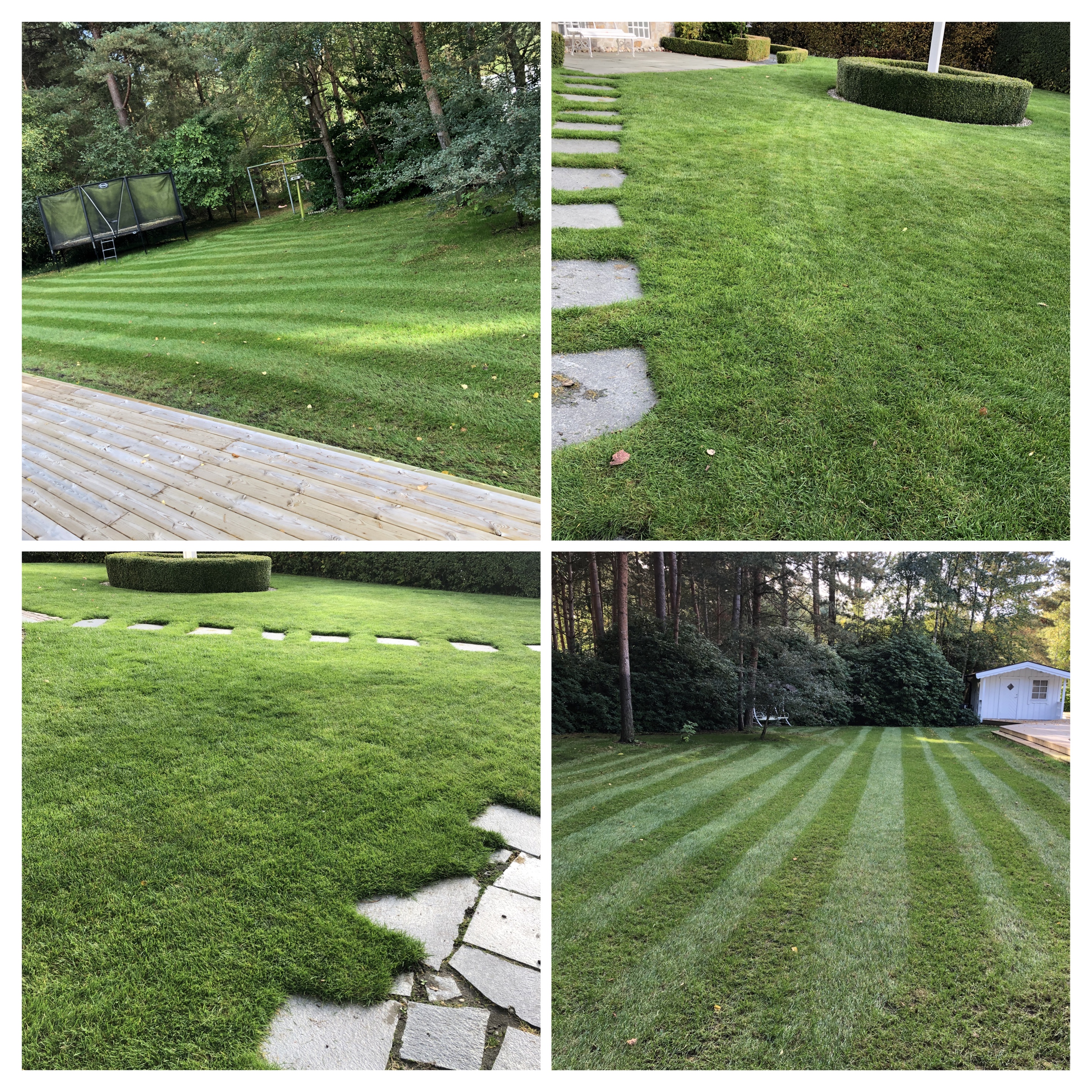 Gräsmatterenovering i Lomma